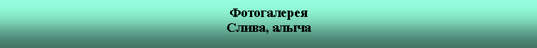 Подпись: ФотогалереяСлива, алыча